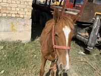 Pastuv, Chilean horse — fotografija 2