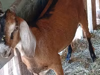 Bode, Cabras — foto 3