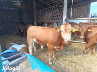 Bovinos (lote, sexo não especificado), Vaca Limousine — foto 2