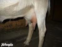 Ziege, Ziegen — Foto 5