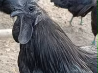 Ajam cemani — fotografija 2