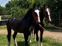 Pastuv, Dutch warmblood horse — fotografija 2