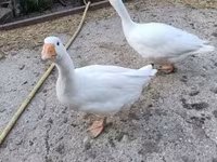 Geese — photo 4