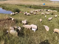 Вівця, Balbas sheep — фото 1
