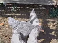 Brahma — photo 1