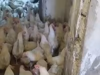 Leghorn — fotografija 7