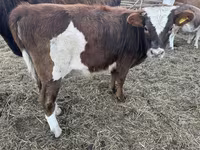 Cattle (batch, sex not specified), Simmental cattle — photo 3