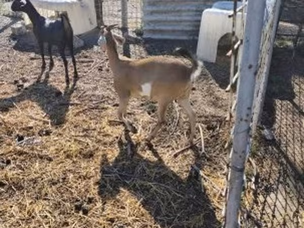 公山羊, Goats