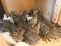 Quails — foto 5