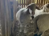 Owca, Merinoland sheep — zdjęcie 2