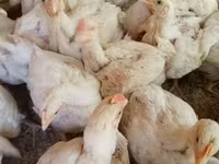 Chickens — 照片 3