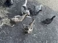 Ducks — fotografija 8