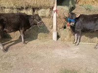 Cow, Alatau breed — photo 2