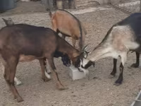 Koza, Kozy — zdjęcie 3