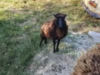 Ovelha, Ouessant sheep — foto 6