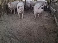 Cerdos (lote, sexo no especificado), Крупная белая — foto 3