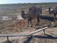 Ženka deve, Kazakh Bactrian camel — fotografija 2