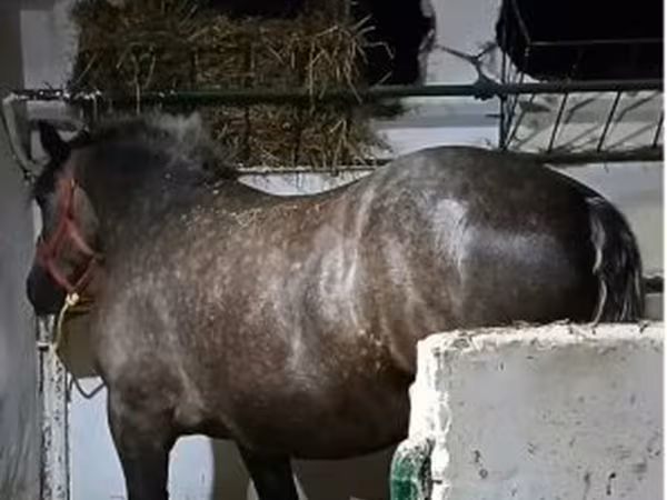 Mare, Horses