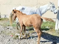 Jument, Horse breed — photo 2