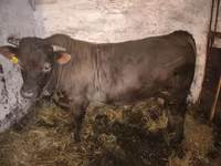 Bulle, Charolais cattle — Foto 8