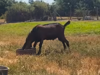 बकरा, Nubian Goat — फ़ोटो 1