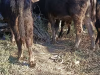 Touro, Simmental cattle — foto 7