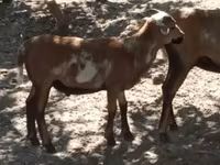 公羊, Cameroon sheep — 照片 1
