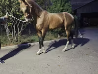 Pastuv, Akhal-Teke — fotografija 1