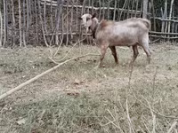 Cabras (lote, sexo não especificado), Cabras — foto 3