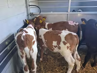 Taureau, Simmental cattle — photo 3