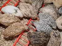 Quails — fotografija 5