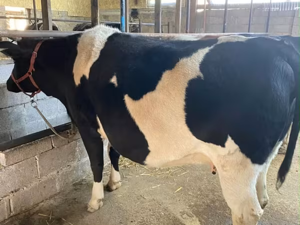 Vache, Race Holstein