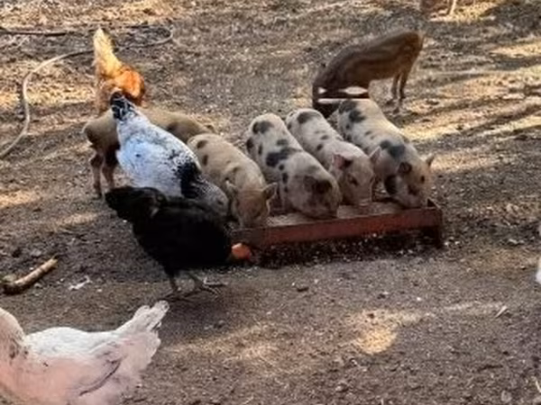公猪, 