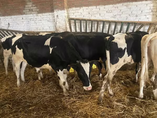 Krava, Russian Black pied cattle