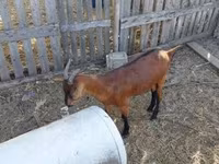 Cabra, Alpine goat — foto 2