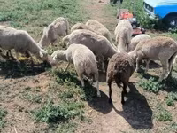 Baran, Merino sheep — zdjęcie 4