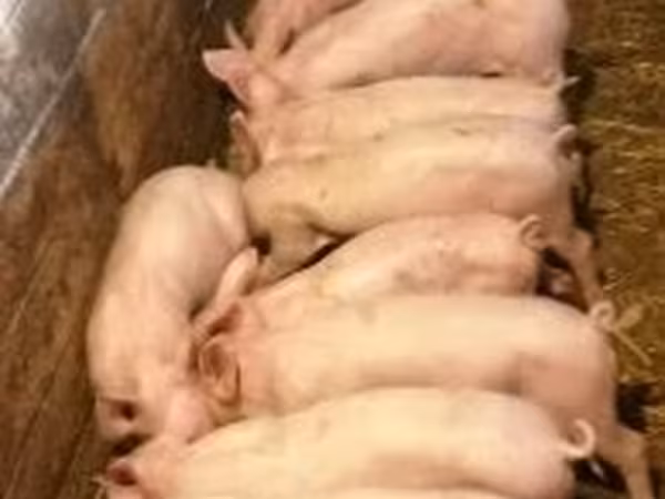 Säue, Schweine
