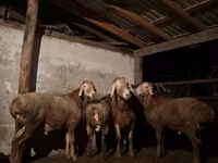 Carneiro, Ovelhas — foto 1