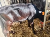 Kuh, Holstein-Rasse — Foto 8