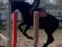 Cavalo, Hungarian horse breed — foto 7