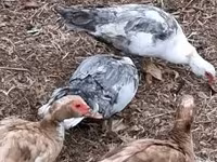 Ducks — Foto 1