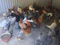 Chickens — foto 2