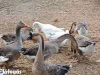 Geese — الصورة 5