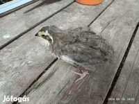 Quails — الصورة 3