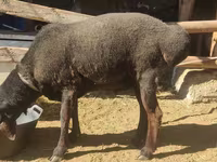 Қошқар, Blackheaded Persian sheep — 1-сурет