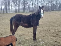 At, Hungarian horse breed — foto 1
