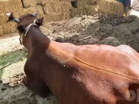 Buqa, Qoramol — 4-rasm