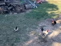 Chickens — الصورة 5