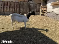 Widder, Dorper sheep — Foto 2