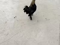Japanski bantam — fotografija 4